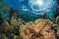 Snorkeling in french polynesia coral reef gardens Royalty Free Stock Photo