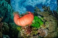 Snorkeling in french polynesia coral reef gardens Royalty Free Stock Photo