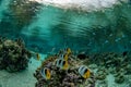 Snorkeling in french polynesia coral reef gardens under the rain Royalty Free Stock Photo