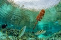 Snorkeling in french polynesia coral reef gardens under the rain Royalty Free Stock Photo