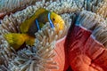 Snorkeling in french polynesia turquoise water lagoon clown fish anemone Royalty Free Stock Photo