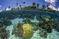 Snorkeling in french polynesia turquoise water lagoon Royalty Free Stock Photo