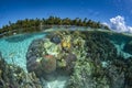 snorkeling in french polynesia turquoise water lagoon Royalty Free Stock Photo