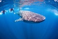 Snorkeling with a giant Whale Shark Royalty Free Stock Photo