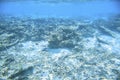 Snorkeling. Gorgeous view of underwater world. Dead coral reefs, sea grass , white sand and turquoise water. Indian Ocean Royalty Free Stock Photo