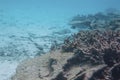 Snorkeling. Gorgeous view of underwater world. Dead coral reefs, sea grass , white sand and turquoise water. Indian Ocean Royalty Free Stock Photo