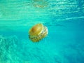 Snorkeling - Jellyfish Royalty Free Stock Photo