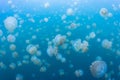 Snorkeling in Jellyfish lake Royalty Free Stock Photo