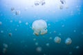 Snorkeling in Jellyfish lake Royalty Free Stock Photo