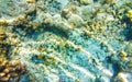 Snorkeling underwater views fish Corals turquoise water Rasdhoo island Maldives