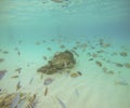 Snorkeling With Sargeant Majors And Yellow Tail Snappers In The Caribbean