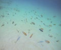 Snorkeling With Sargeant Majors, Yellow Tail Snappers, And Rainbow Parrotfish In The Caribbean Royalty Free Stock Photo