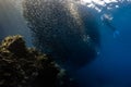 Snorkeling with school of sardines