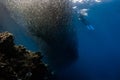 Snorkeling with school of sardines