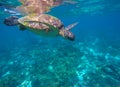 Snorkeling with sea tortoise n lagoon Royalty Free Stock Photo