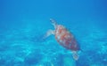 Snorkeling with Sea turtle. Aquatic animal underwater photo. Tropical island snorkeling and diving banner template Royalty Free Stock Photo