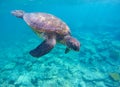 Snorkeling with sea turtle in blue lagoon Royalty Free Stock Photo