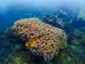 snorkeling trip at Samaesan Thailand dive underwater with fishes in the coral reef sea pool Royalty Free Stock Photo