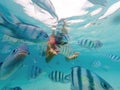 snorkeling trip at Samaesan Thailand dive underwater with fishes in the coral reef sea pool Royalty Free Stock Photo