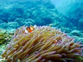 snorkeling trip at Samaesan Thailand dive underwater with fishes in the coral reef sea pool Royalty Free Stock Photo