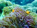 snorkeling trip at Samaesan Thailand dive underwater with fishes in the coral reef sea pool Royalty Free Stock Photo