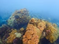 snorkeling trip at Samaesan Thailand dive underwater with fishes in the coral reef sea pool Royalty Free Stock Photo