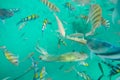 Snorkeling Trips,Many colorful sea fish in Koh Chang,Trat,Thailand