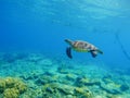 Snorkeling in tropic lagoon. Wild turtle swimming underwater in blue tropical sea. Royalty Free Stock Photo