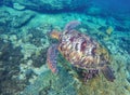 Snorkeling with turtle underwater photo Royalty Free Stock Photo