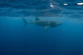 snorkeling with whale shark in summer seasson in isla mujeres, mexico Royalty Free Stock Photo