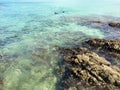 Snorkeller in Matai Bay near Mangonui, Northland, New Zealand Royalty Free Stock Photo