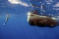 A snorkeller observing a Sperm Whale (Physeter macrocephalus)