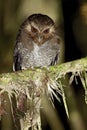 Snorrebaarduil, Long-whiskered Owlet, Xenoglaux loweryi Royalty Free Stock Photo