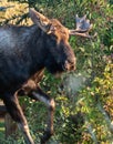 Snorting Bull Moose Prepares to Charge Royalty Free Stock Photo