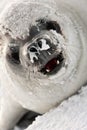 Snot-nosed seal