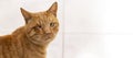 A snotty one-eyed ginger cat. A stray wildling animal Royalty Free Stock Photo