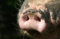 Snout of a pig Royalty Free Stock Photo