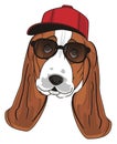 Muzzle of dog in cap with sunglasses