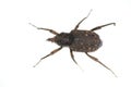 Snout beetle