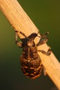 Snout beetle Hylobius abietis Royalty Free Stock Photo