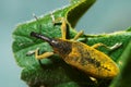 Snout beetle Lixus angustatus