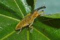 Snout beetle Lixus angustatus