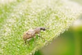 snout beetle on plant Royalty Free Stock Photo
