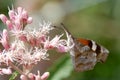 Snout Butterfly Royalty Free Stock Photo