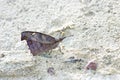 Snout butterfly on the floor Royalty Free Stock Photo