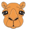 Snout of camel