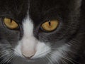 Snout of cat with yellow eyes closeup Royalty Free Stock Photo