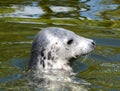 Snout of a common seal Phoca vitulina Linnaeus in the zoo of Skansen park. The seal is a carnivorous mammal belonging to the Pho