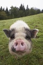 Snout of domesticated pig