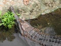 Snout of false gharial in water Royalty Free Stock Photo